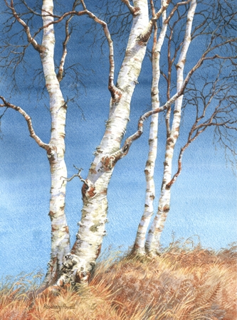 Silver Birch